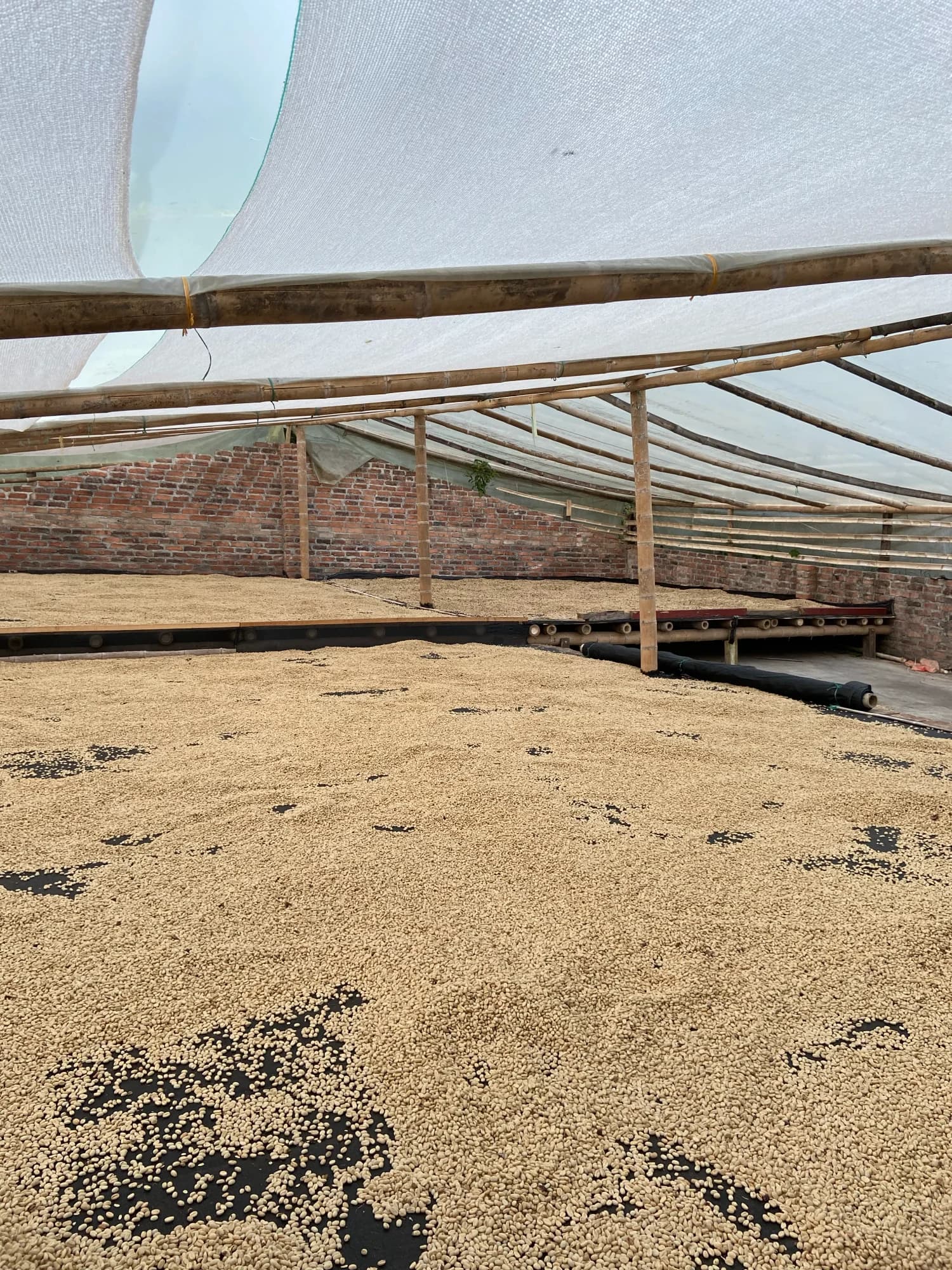 Eden Gesha, farm and origin photo 4